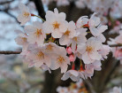 ｢花見｣ の由来