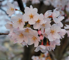 ｢花見｣ の由来