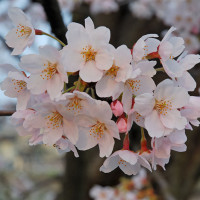 ｢花見｣ の由来