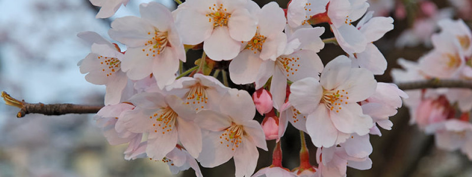 ｢花見｣ の由来